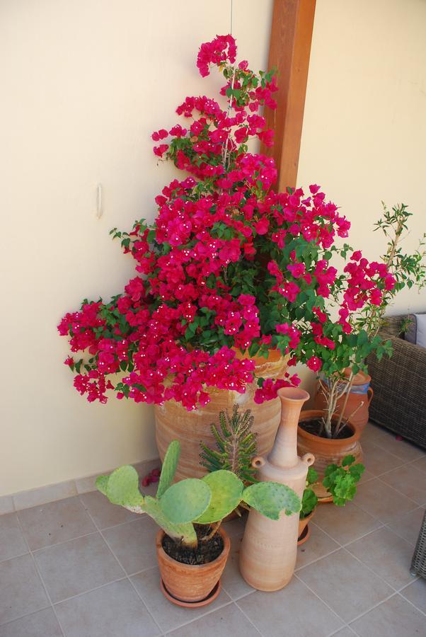 Aposperitis * Panormos (Crete)